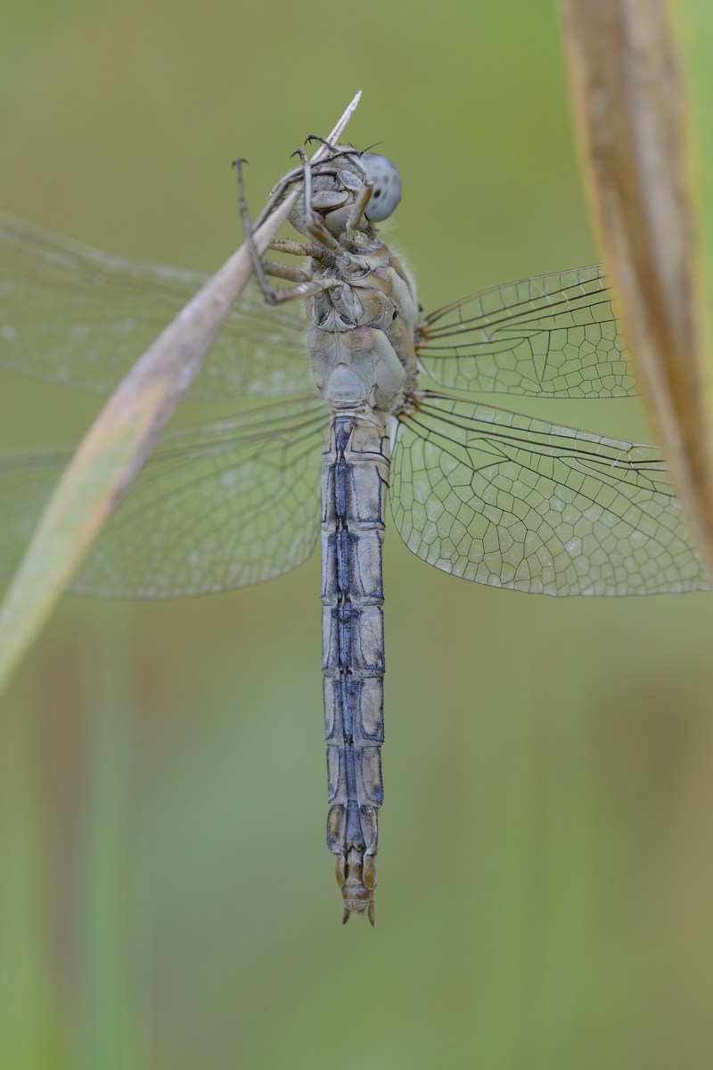 Orthetrum coerulescens